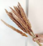 Mini Preserved Pampas