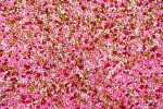50g Rose Petite Sugar Pearls - 2mm